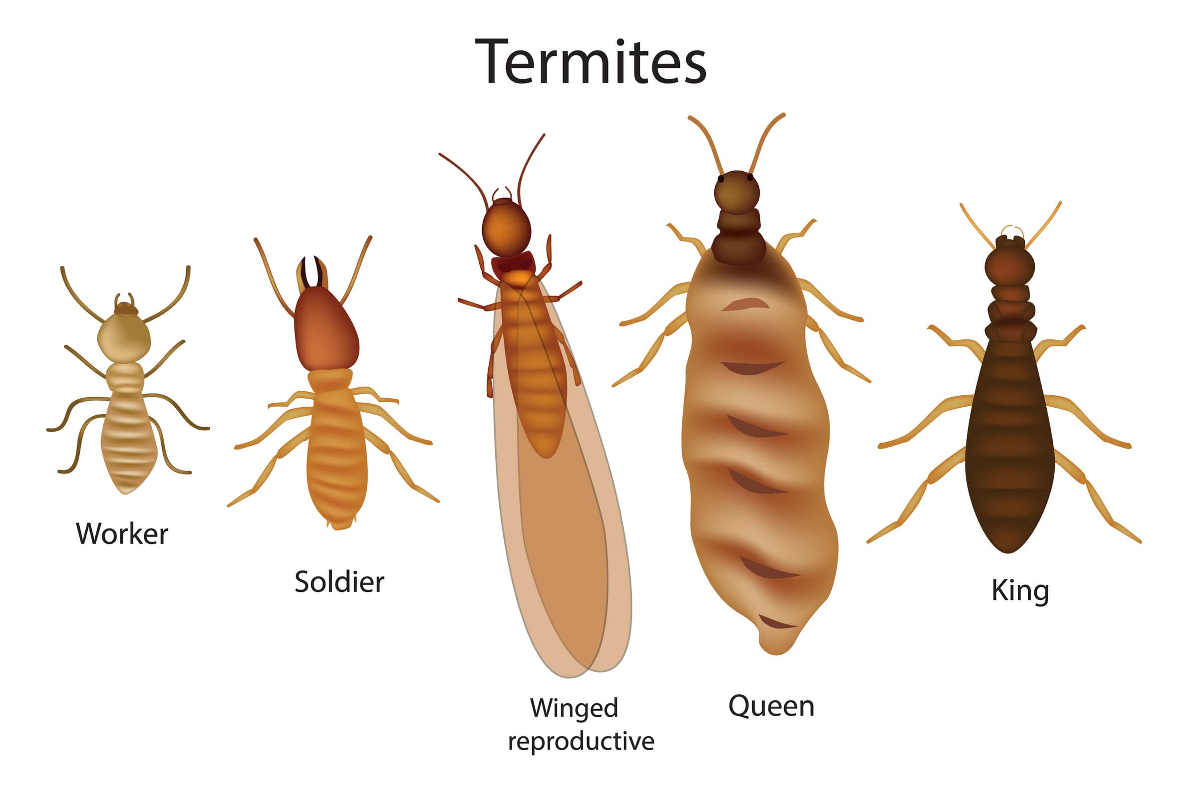 Termite-types