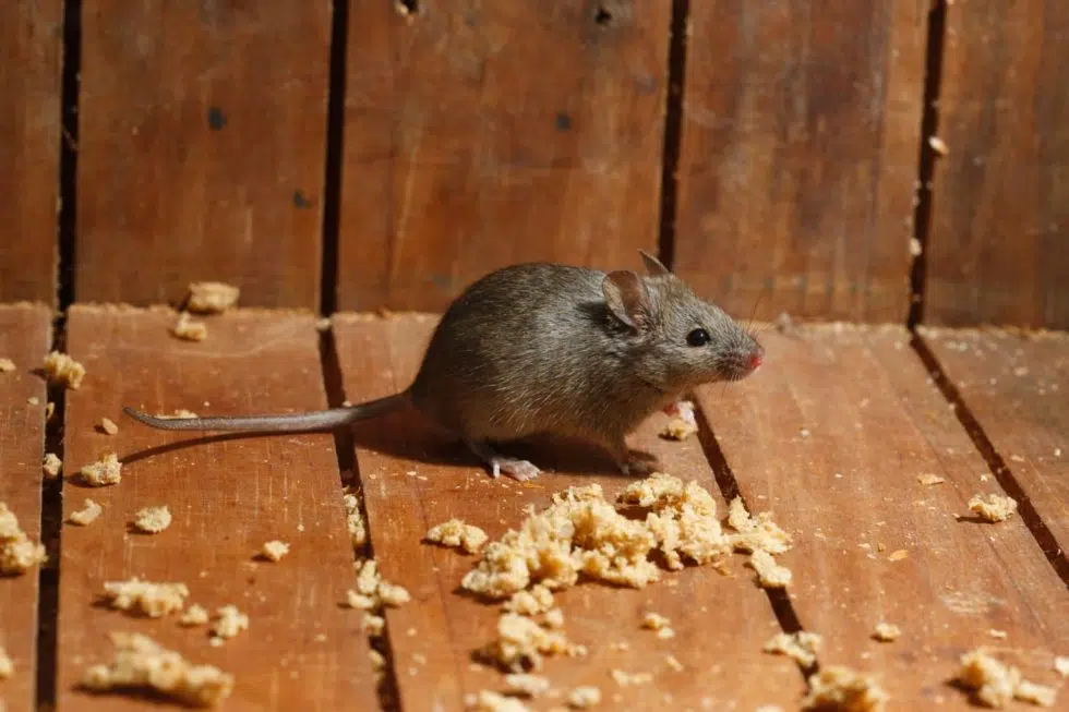 Mice will make a mess of your attic while eating wood and other food sources. 