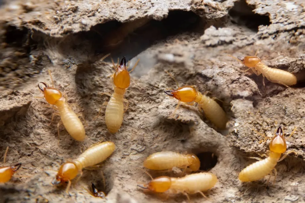 Termites love to devour wood. 