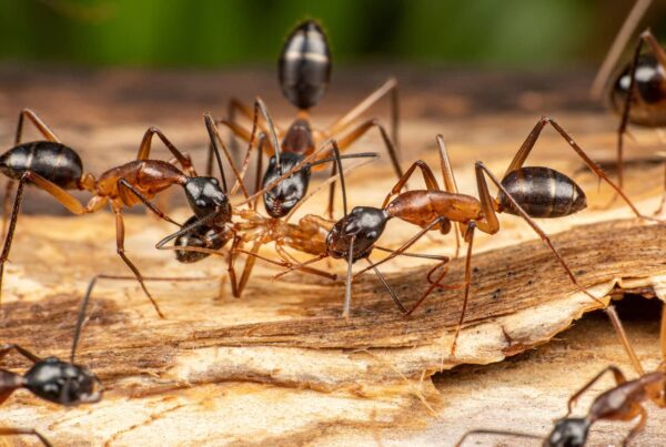 Carpenter ants on wood.
