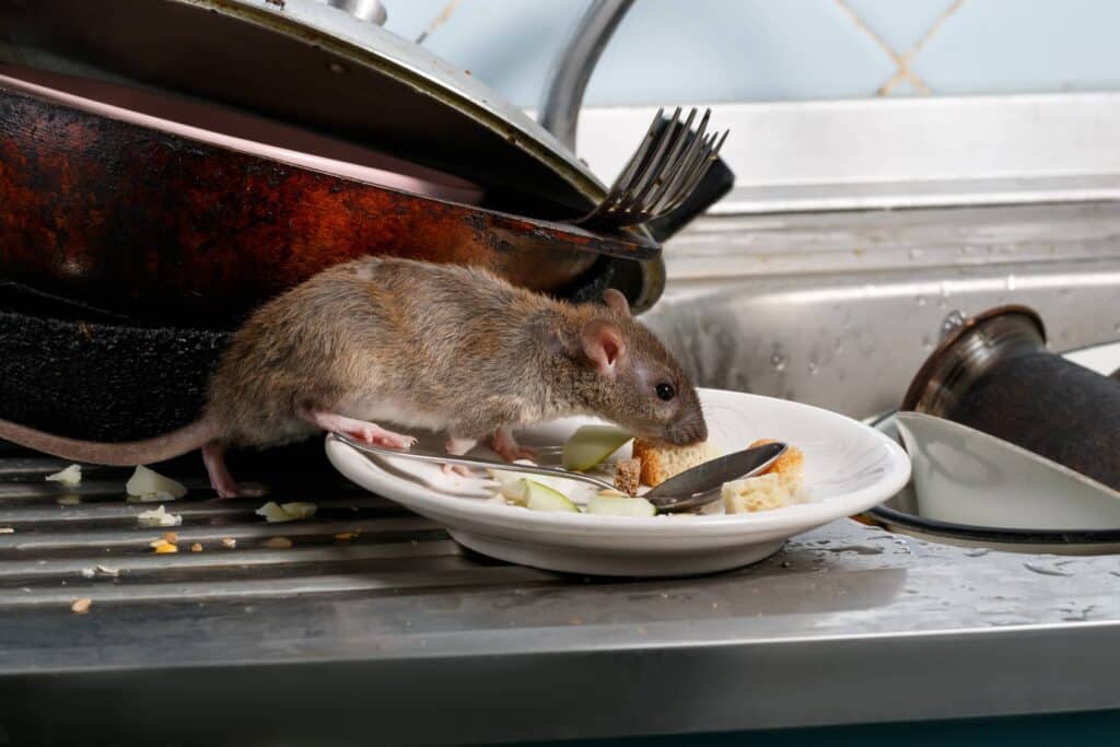 Rats like dirty houses so keeping food off counters is a good idea. 