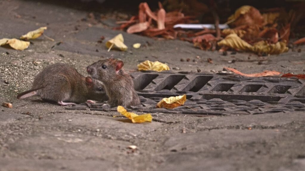 Rats like sewers and may be out during the day. 