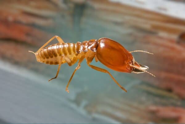 Macro close-up of a soldier termite with a large reddish-brown head and strong mandibles crawling on a wooden surface.