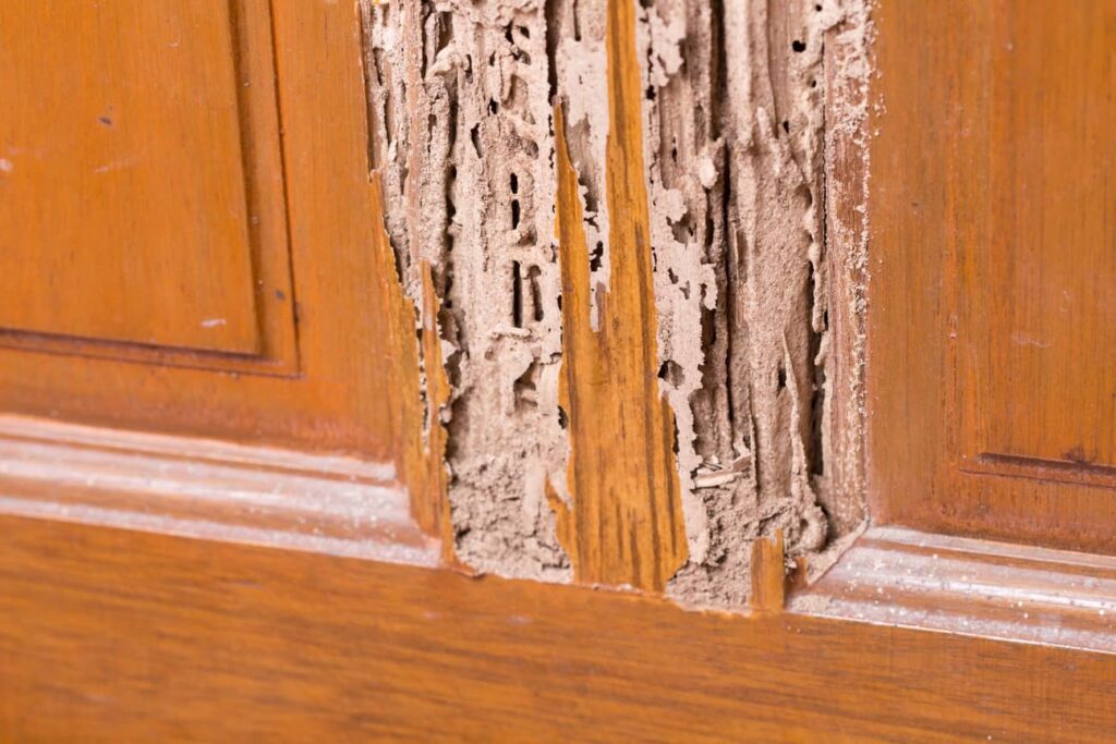 Termite damage to a wooden cabinet. 