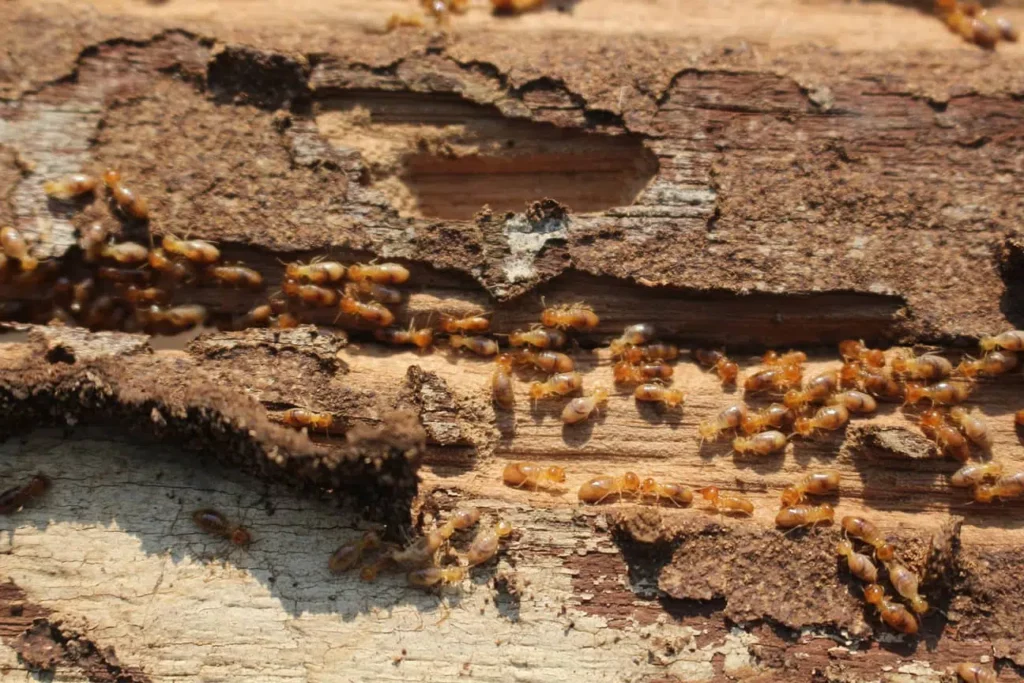 A swarm of termite enjoying some wood. 