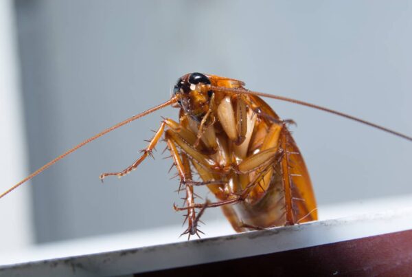 There is nothing more gross than an American cockroach.
