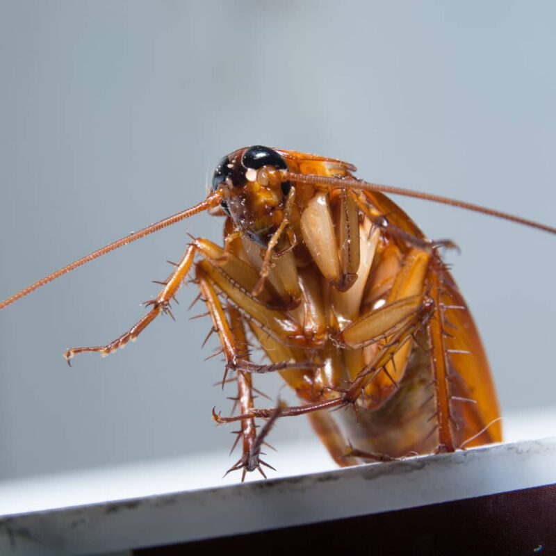 There is nothing more gross than an American cockroach.