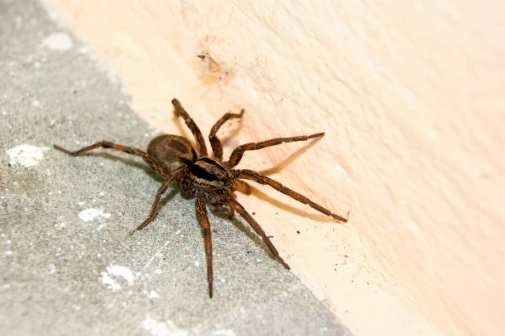 https://insideoutpestservices.com/wp-content/uploads/2023/02/spider_on_the_concrete_floor_25-1024x681.jpeg