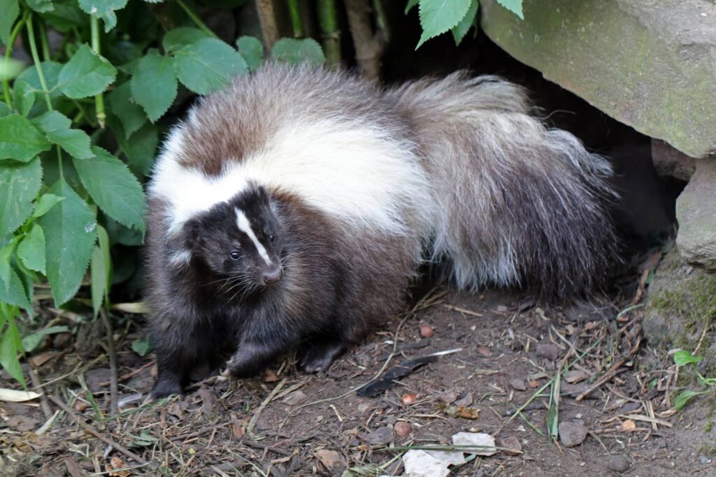 Skunks are not considered rodents. 