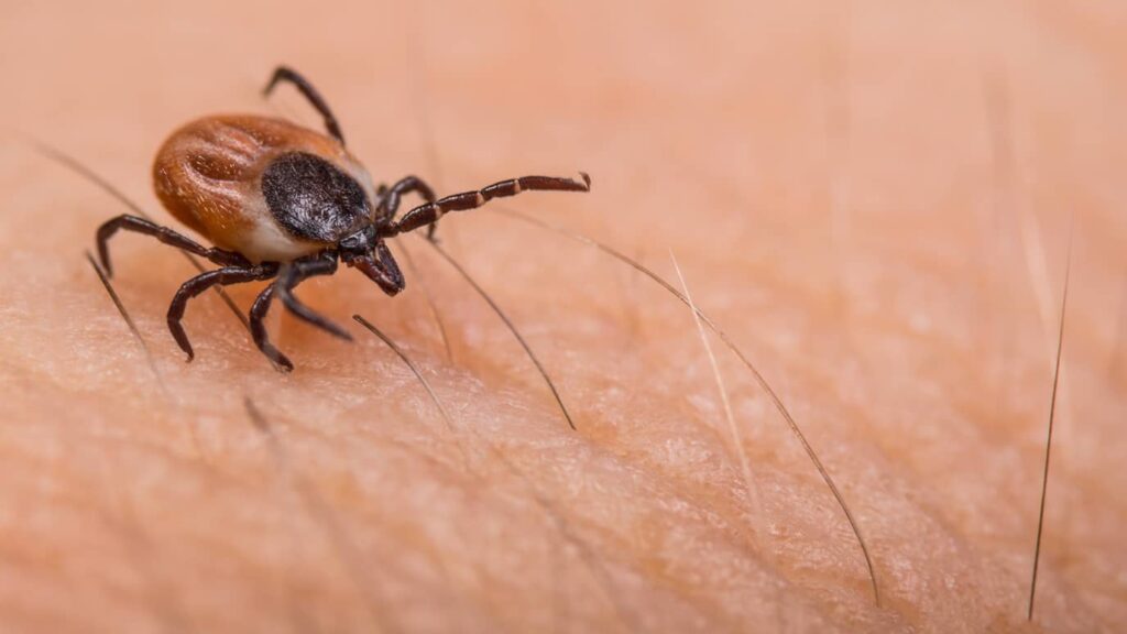 Deer tick on skin