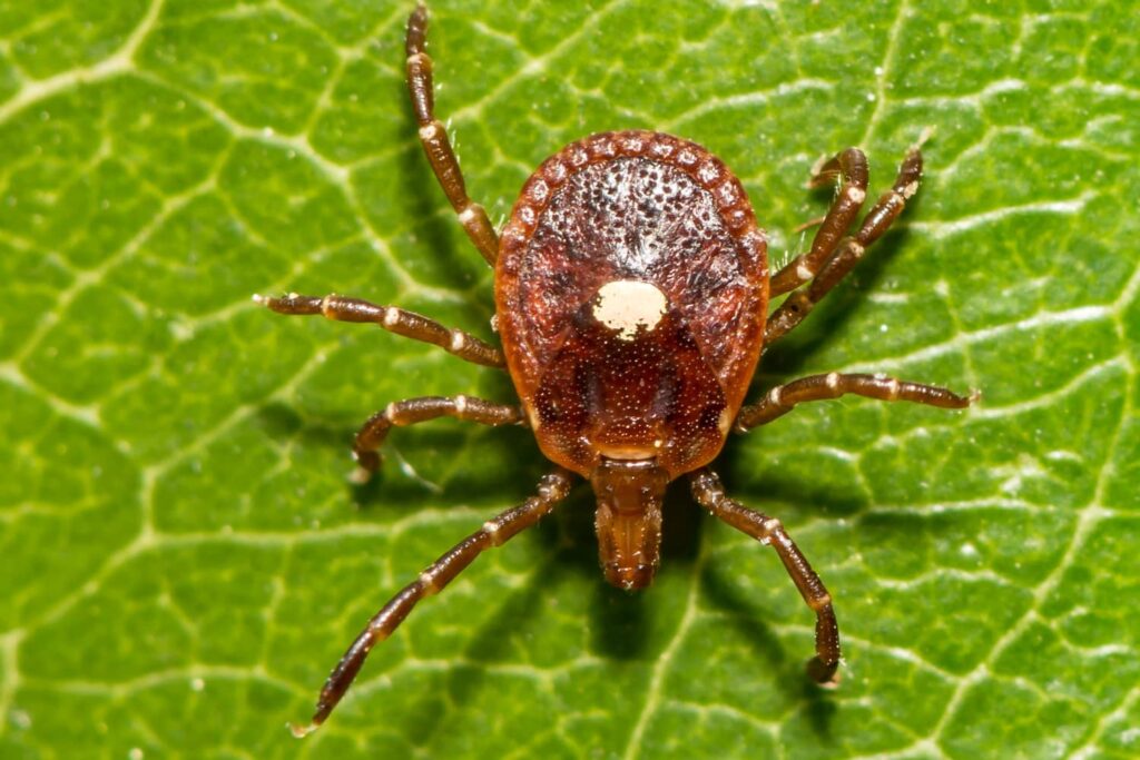 Lone star tick