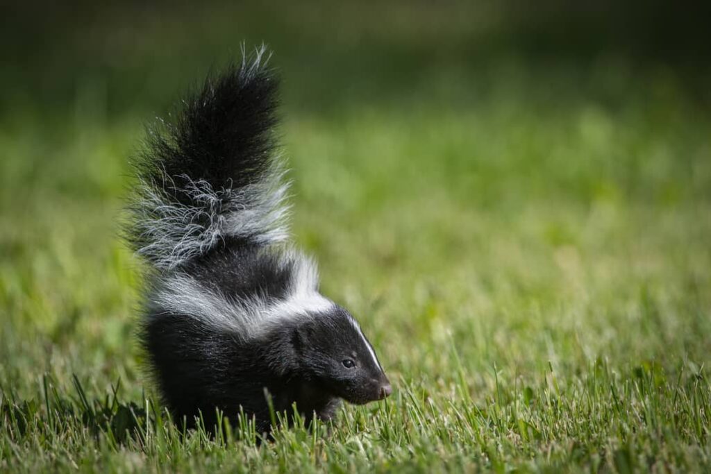 Stay clear of a skunk, they can spray up to 10 feet. 