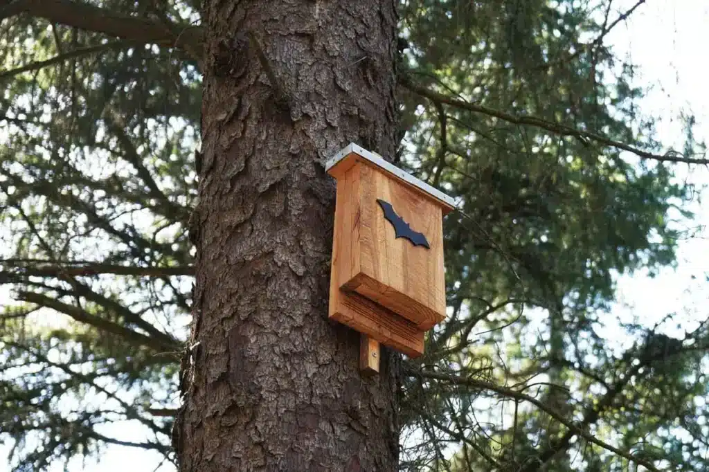 Install a bat house to keep them from wanting to fly into your home. 