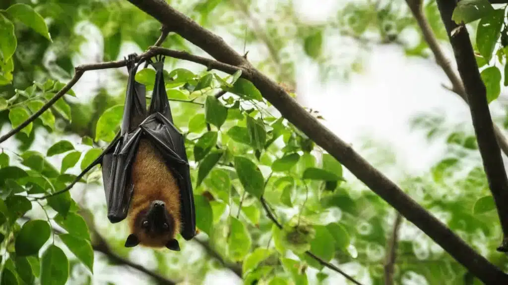 Bat sounds vary based on the species of bat. 