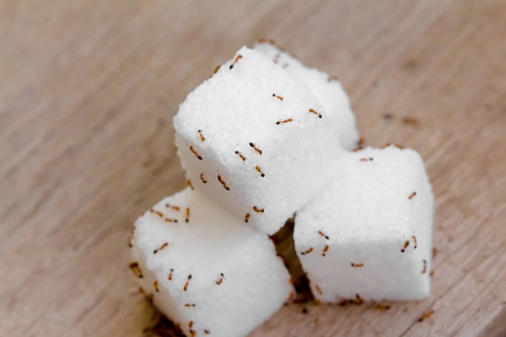 Keep your sugar stored in a tight container to avoid attracting sugar ants. 