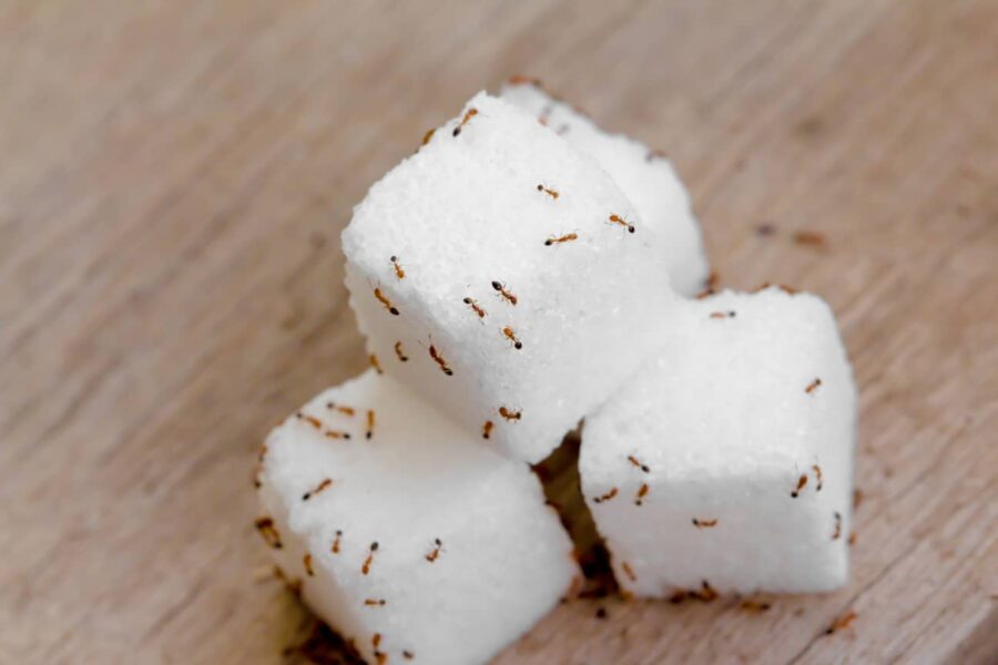 Do Sugar Ants Bite? Inside & Out Pest Services