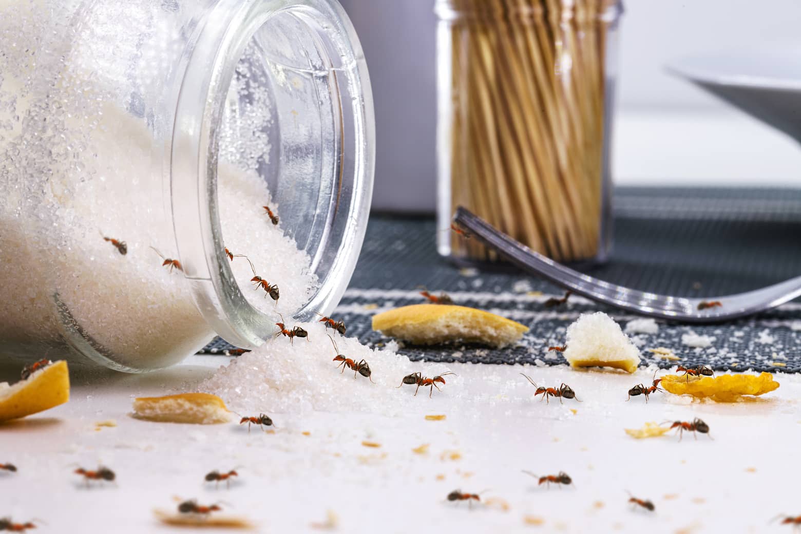 Do Sugar Ants Bite? Inside & Out Pest Services