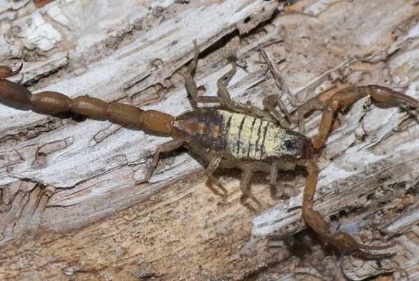 Bark scorpion in Florida.