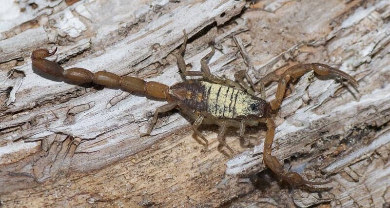 Bark scorpion in Florida.