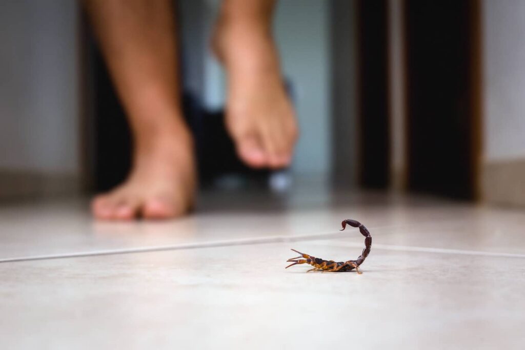 Scorpions can get into your Florida home. Keep your pest control up. 