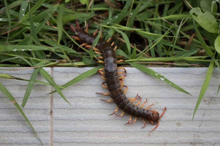 How To Keep Centipedes Out Of Your Bed Inside & Out Pest Services