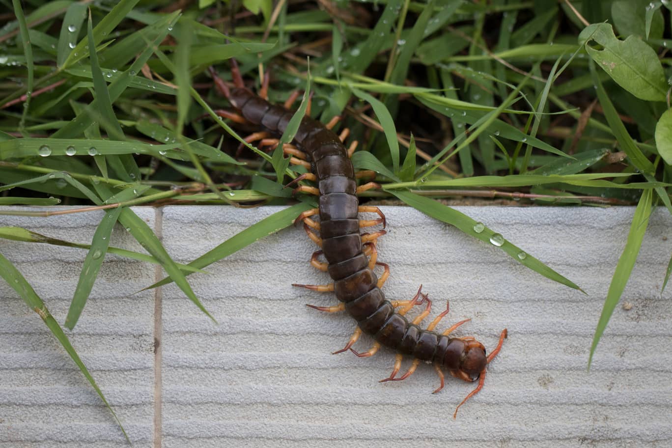 How To Keep Centipedes Out Of Your Bed | Inside & Out Pest Services