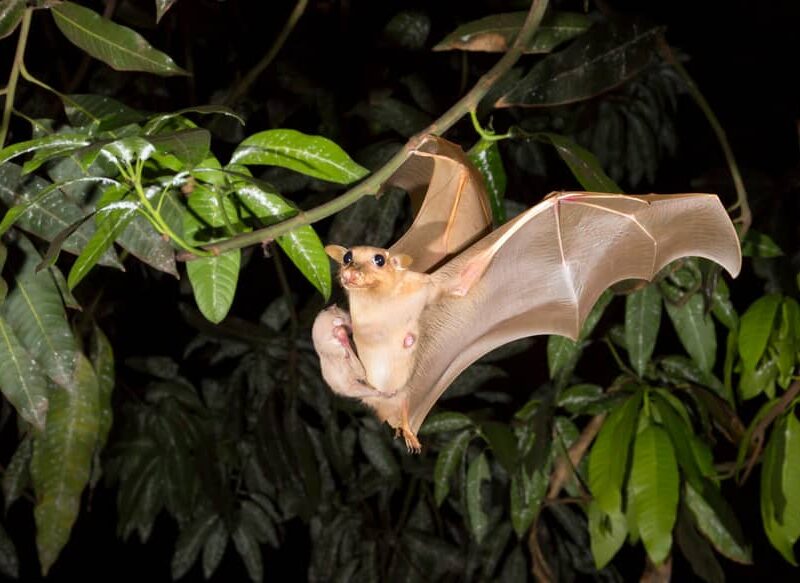 Bat and its baby pup