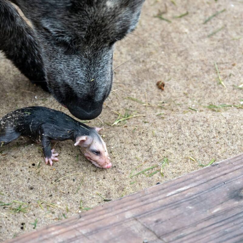 Dog and possum