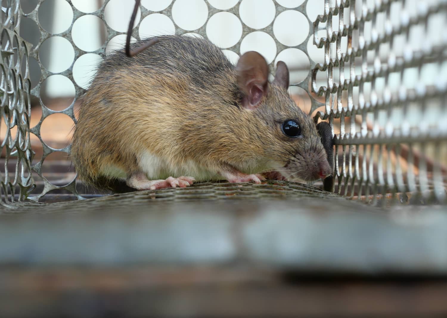 Rodent Control | Inside & Out Pest Services