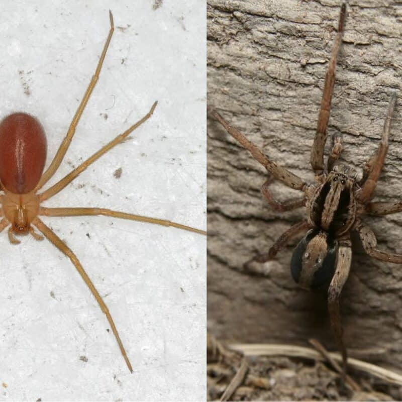 Wolf spider vs brown recluse spider