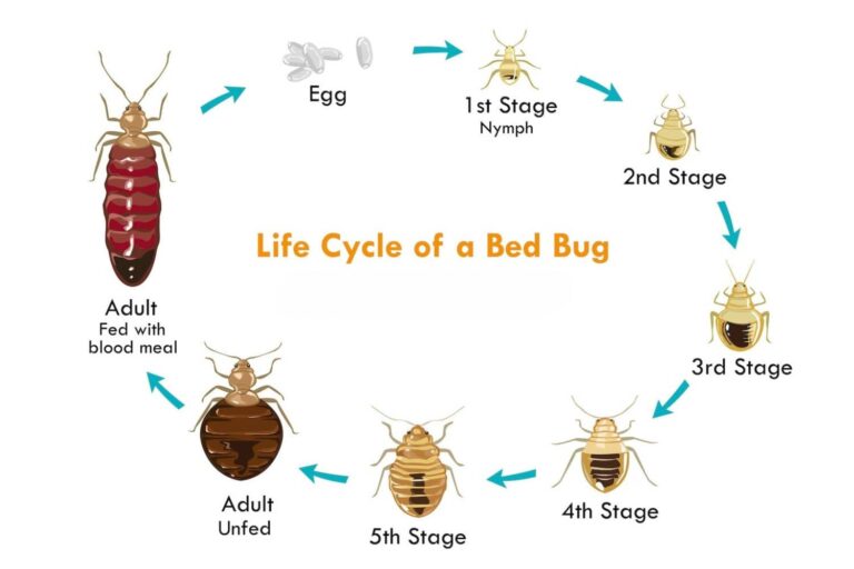 How Long Can Bed Bugs Live Without Food? Inside & Out Pest Services