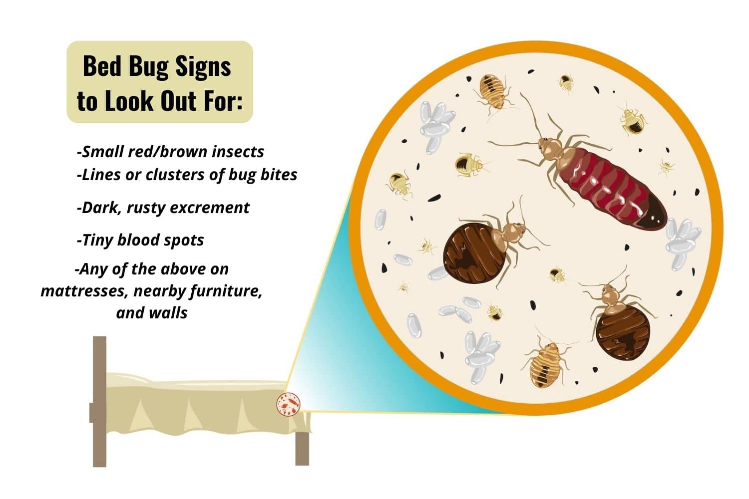 How Long Can Bed Bugs Live Without Food? Inside & Out Pest Services