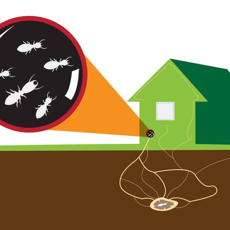 Why it's important to seek treatment for drywood termites