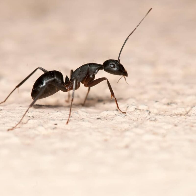 how to find a carpenter ant nest