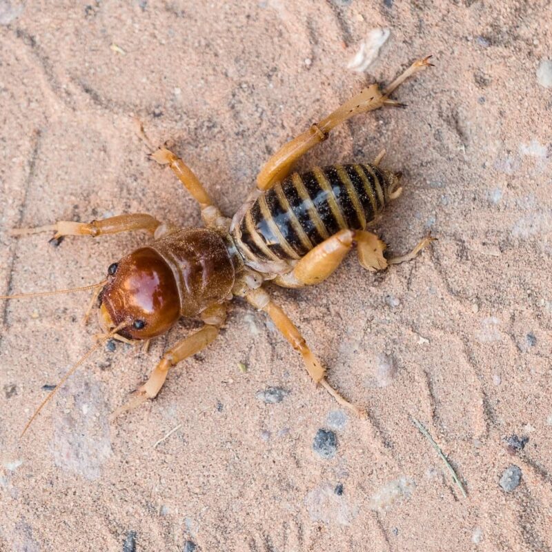 Jerusalem cricket