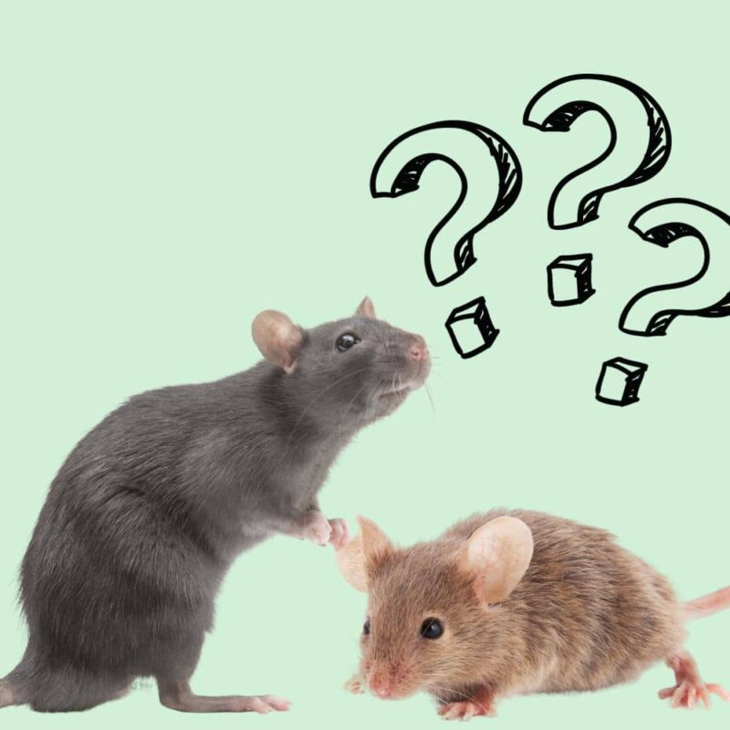 What's the difference between a mouse and a rat?