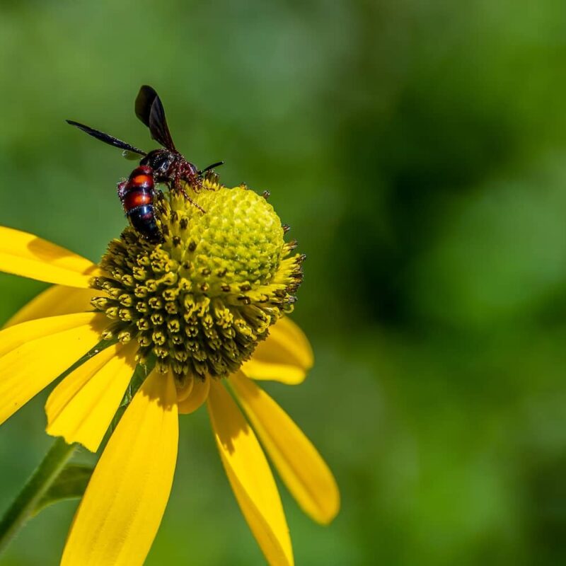 Common wasps in florida and how to identify them