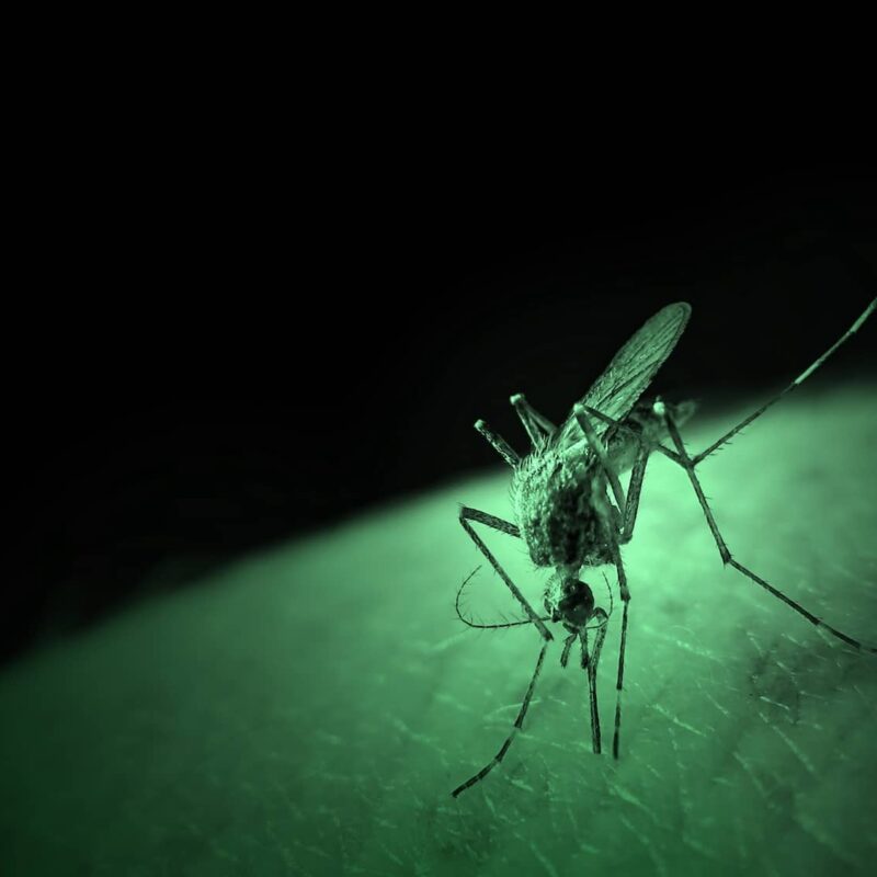 Do mosquitoes sleep?