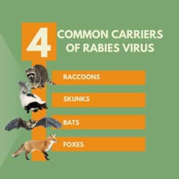 Do Rats Carry Rabies? Inside & Out Pest Services