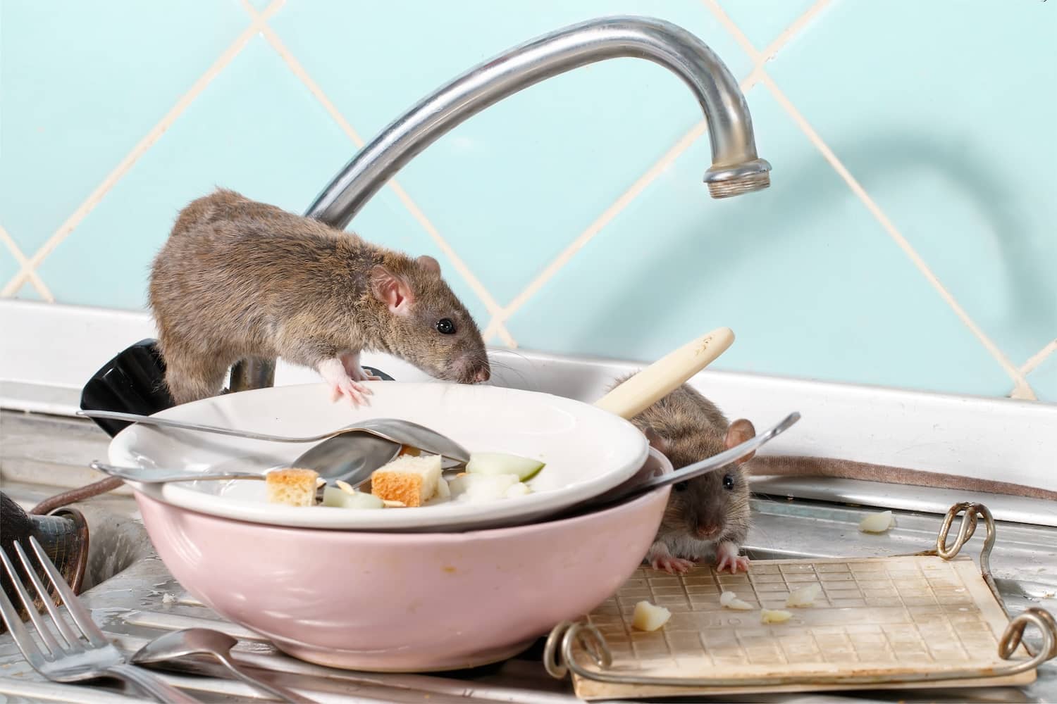 What Do Rats Like to Eat? Preventing Infestations | Inside & Out Pest ...