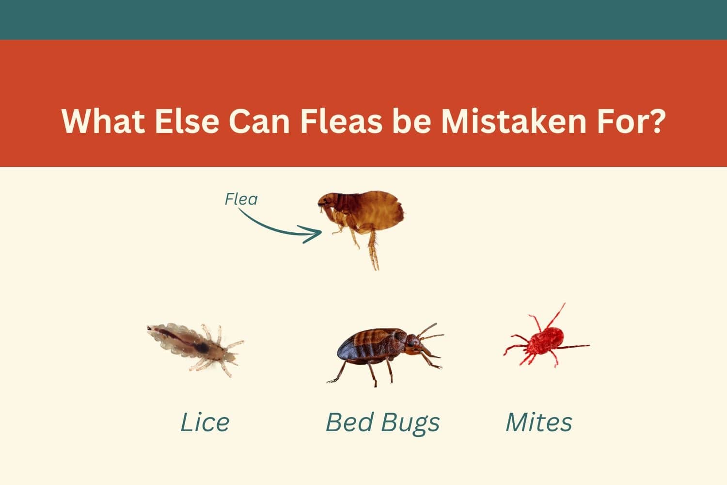 What Do Fleas Look Like to a Human Eye? Inside & Out Pest Services