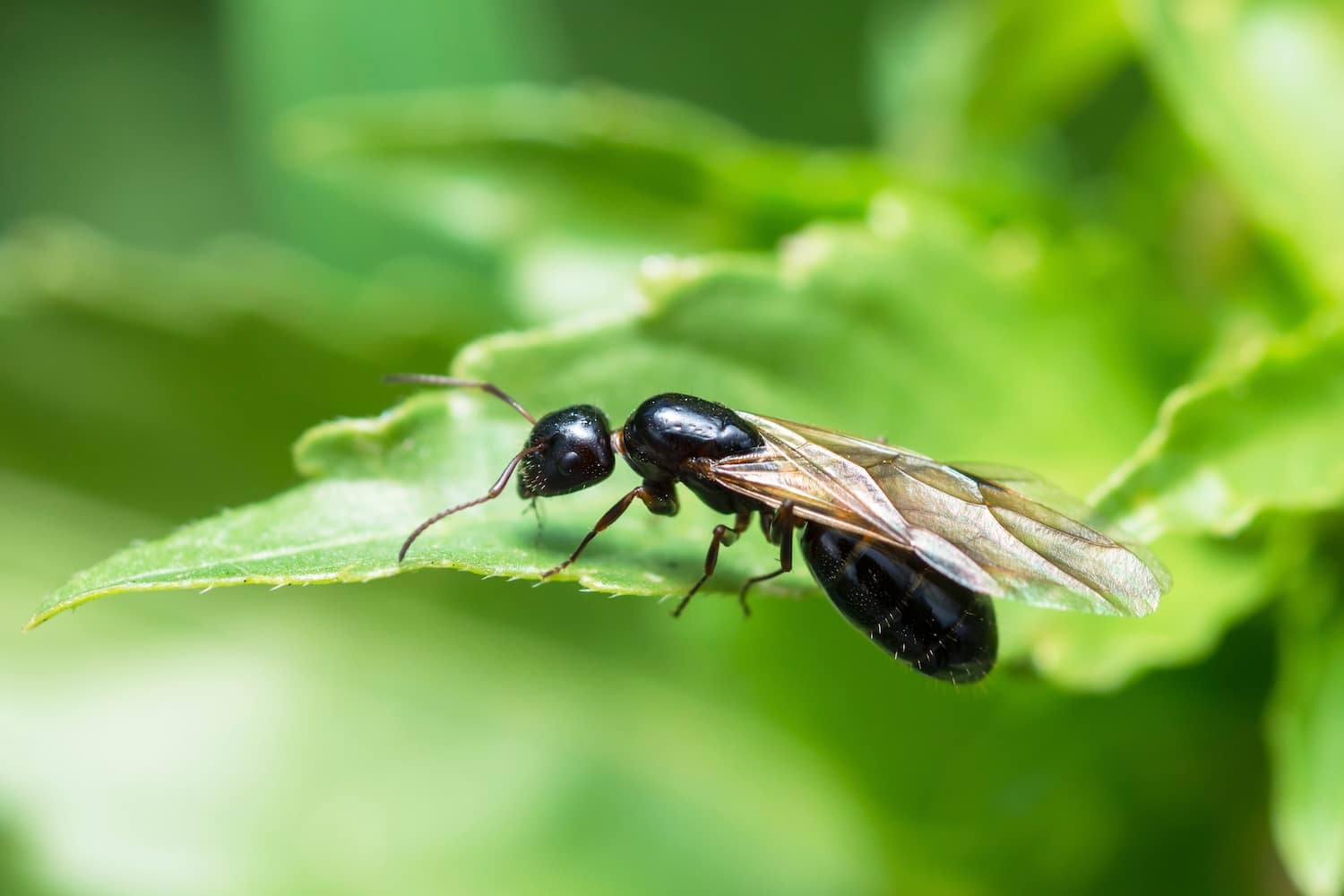 Wind Ant Insect Are Those Termites or Ants with Wings? | Inside & Out Pest Services