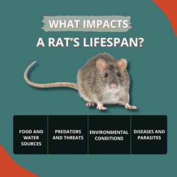 How Long Do Rats Live? Lifespan Factors and Prevention | Inside & Out ...