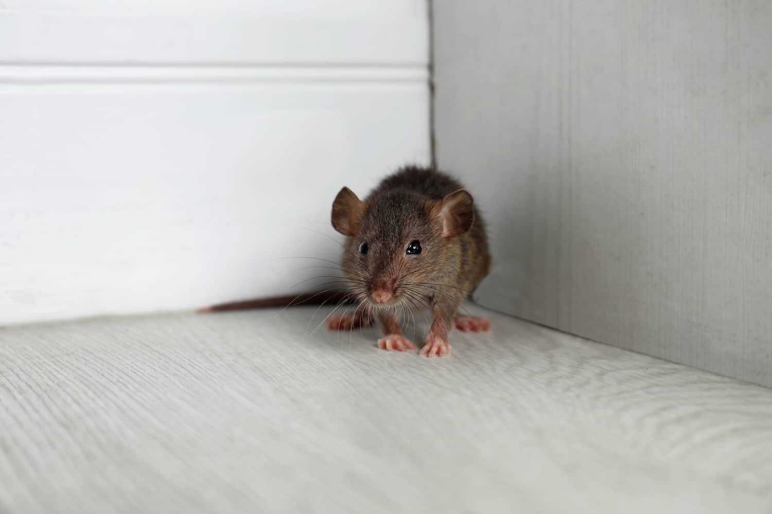 How Long Do Rats Live? Lifespan Factors and Prevention | Inside & Out ...