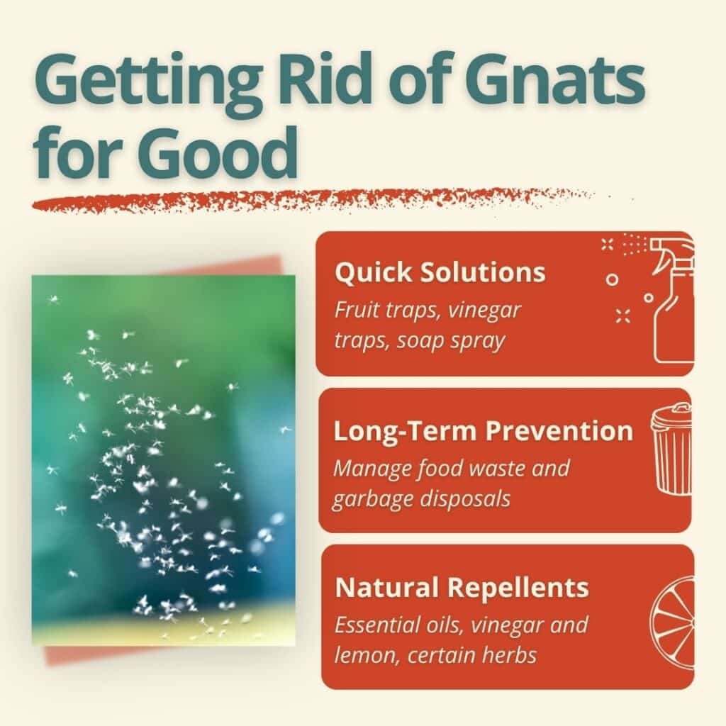Infographic titled "Getting Rid of Gnats for Good" outlining quick solutions, long-term prevention strategies, and natural repellents next to an image of a gnat swarm.