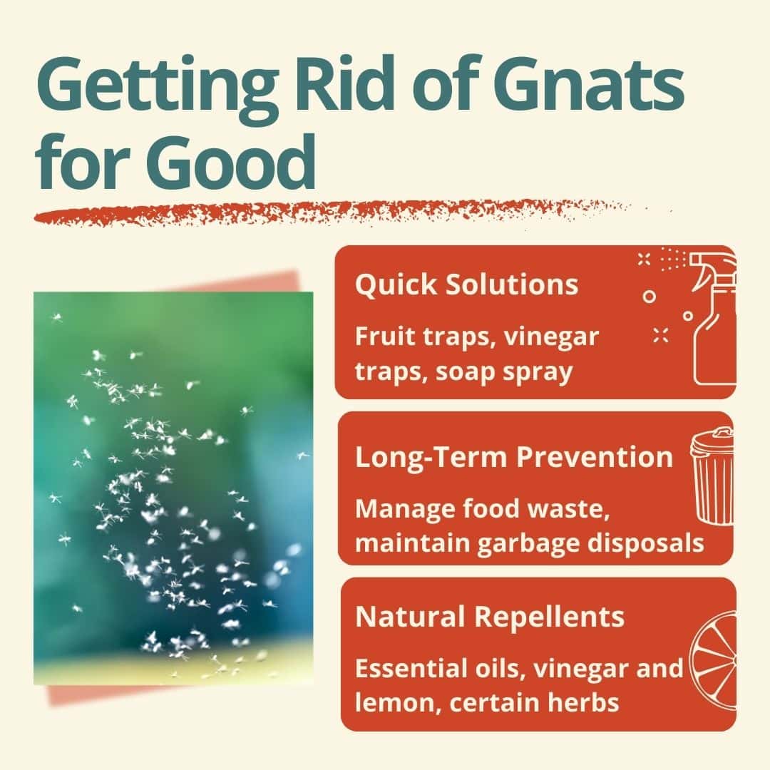 How to Rid Your House of Gnats for Good | Inside & Out Pest Services