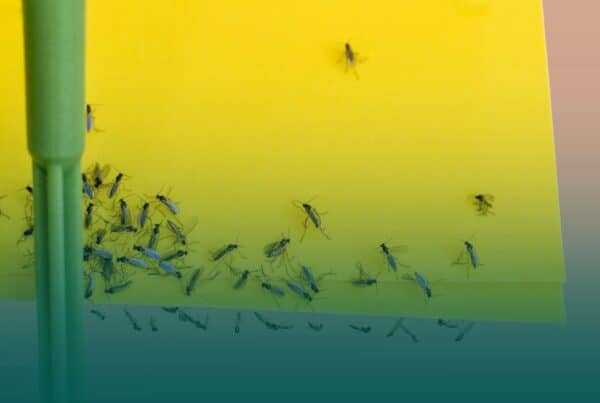 Dozens of small gnats caught on a bright yellow sticky trap used for indoor houseplant pest control.