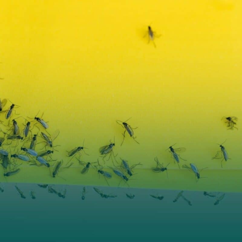 Dozens of small gnats caught on a bright yellow sticky trap used for indoor houseplant pest control.