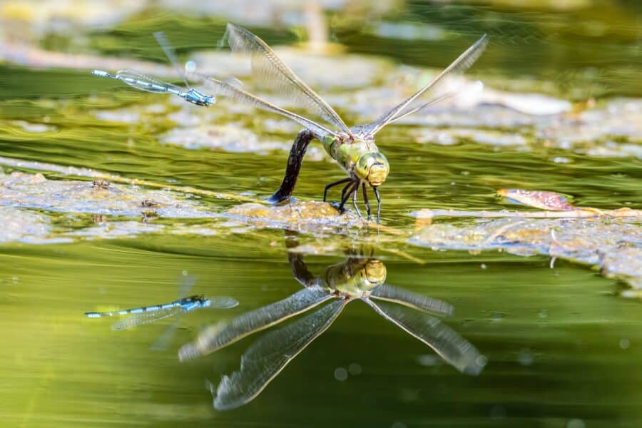 what animals eat mosquitoes