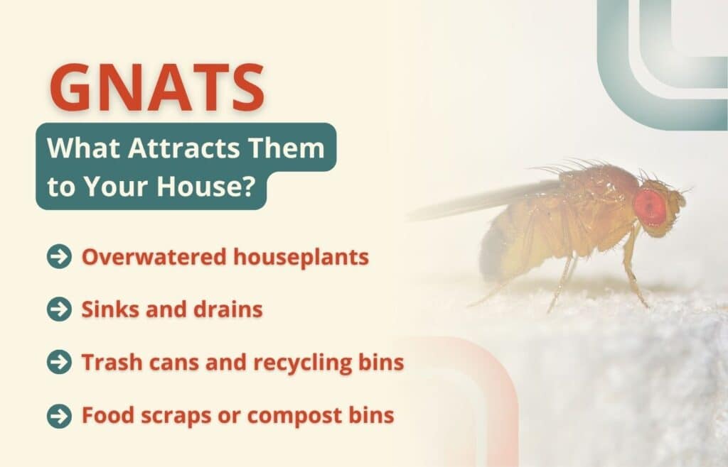 Infographic titled "What Attracts Gnats to Your House?" listing common household triggers—overwatered houseplants, sinks and drains, trash cans, and food scraps—next to a macro photo of a fly.